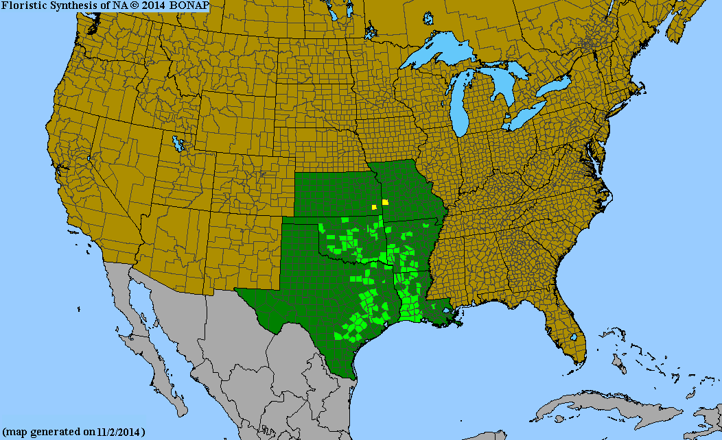 County distribution map of Silphium radula var. radula - Rough-Stem Rosinweed